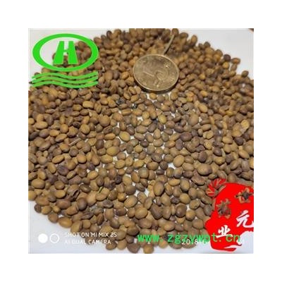 世元药业 苦豆子 正品别称 布亚 苦槐 白头蒿子