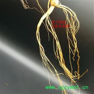 林下山参15年以上无胶水粘接 长白山人参 完整根须图3