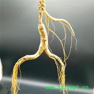 林下山参15年以上无胶水粘接 长白山人参 完整根须图2