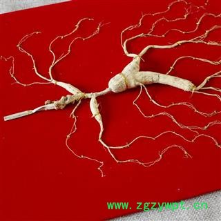 山参，移山参，山参，吉林特产，长白山人参图2