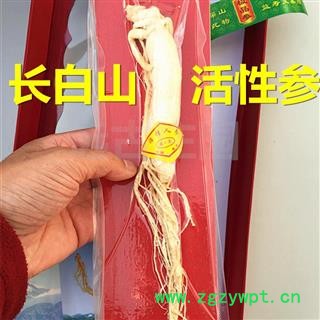 圣草康园 正宗人参 白参 活性参  50克 产地 吉林省白山市抚松县图2