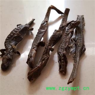 圣草康园羌活 羌活鱼干条产地直供阿坝州 清水全干杉木鱼图3