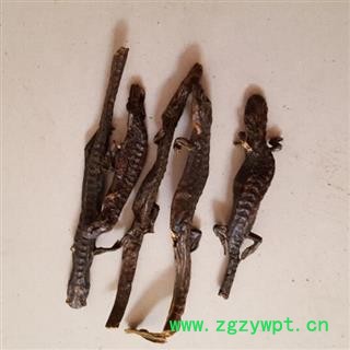 圣草康园羌活 羌活鱼干条产地直供阿坝州 清水全干杉木鱼图2