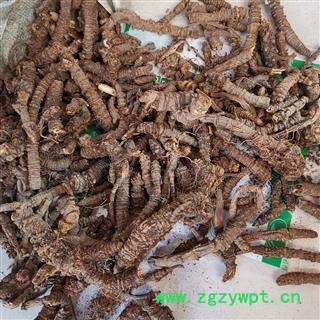 圣草康园羌活四川蚕羌活选个子图2