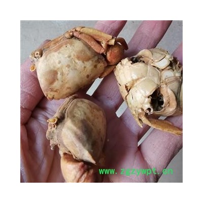 圣草康园 方海 螃蟹壳 螃蟹甲