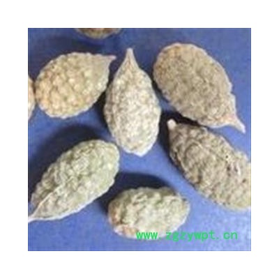 圣草康园  野西瓜 老鼠瓜、勾刺槌果藤、抗旱草产地新疆