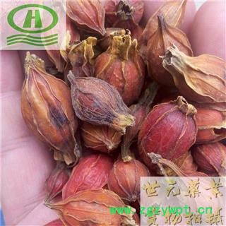 世元药业 栀子 正品（正宗江西产药效好）别称-枝子 黄果子 山黄枝 黄栀 山栀子 越桃 木丹 山黄栀【全品除尘中药】图2