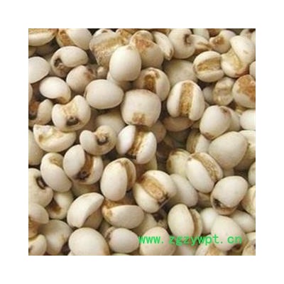 世元药业 薏米 贵州中粒 苡米 义米 苡米 薏苡仁 米仁 六谷 川谷 菩提子