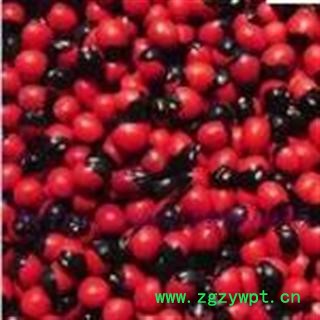 世元药业 相思豆 人头参 红豆 小红豆 小相思豆图2