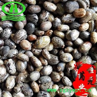 世元药业 蓖麻 正品 黑蓖麻 大麻子 老麻了 草麻图2