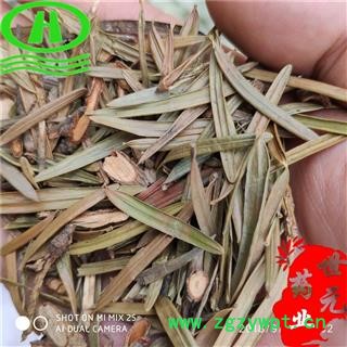 世元药业 三尖杉叶 别称 榧子 血榧 石榧 水柏子 藏杉 桃松图2