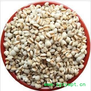 薏苡仁 进口大薏苡仁95米薏苡仁 进口大薏苡仁95米 新货大颗粒 产地直销 批发各种规格名贵药材 产地 海外图2
