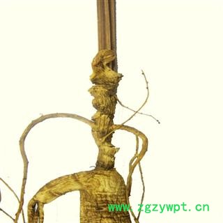 长白山移山参人参山参吉林人参  七天无理由退换货  满980元包邮图2