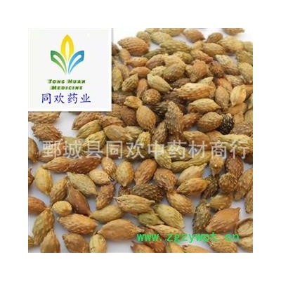 【黄褐色苍耳子】@【同欢药材】中药材批发供应  规格齐全 量大从优 】产地 内蒙古自治区