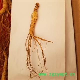 林下山参 山参 小条 5克左右图3