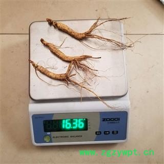 林下山参 山参 小条 5克左右图4