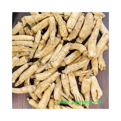 白参 白参棒六年生每支20克左右500克25-30支无硫新货