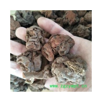 圣草康园秘鲁男根果华纳波安第斯菰阴阳果