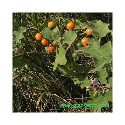 圣草康园刺天茄