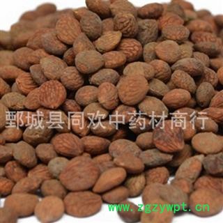 【选货蕤仁】@【同欢药材】中药材批发供应 规格齐全 量大从优  产地 陕西省图2