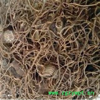 圣草康园.红毛七. 红毛七 威严仙 产地 四川省图2