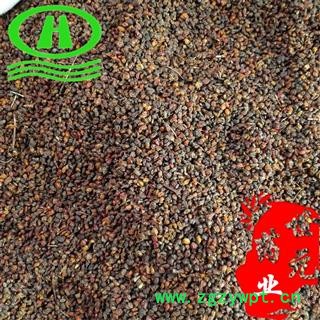 世元药业 内蒙沙棘果 产地纯正 特级新货图2