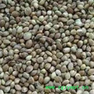 火麻子 精选火麻仁大粒 饱满 油性大 产地 甘肃省图2