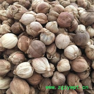 精品白豆蔻 白寇 白叩 豆蔻选货 纯干货图2