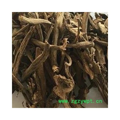 圣草康园大蓟根 马蓟根 虎蓟根 刺蓟 野芥菜根