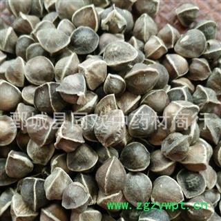 【中粒辣木籽】@【同欢药材】中药材批发供应  规格齐全 量大从优  产地 海外图2