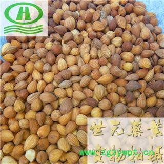 世元药业 郁李仁 正品 别称-山梅子 小李仁 郁子 郁里仁 李仁肉图2