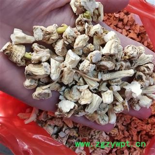 圣草康园白参 人参投料 人参下脚料丁白参丁 生晒参下脚料 投料图2