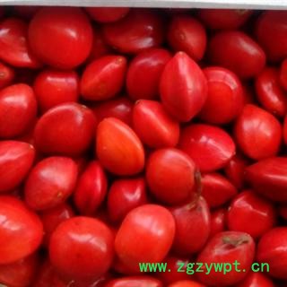 世元药业 大相思豆 孔雀豆 大红豆 相思红豆 正品 大100小35 大红豆 大相思豆图2