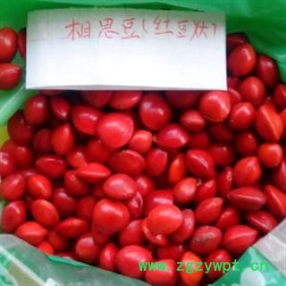 世元药业 大相思豆 孔雀豆 大红豆 相思红豆 正品 大100小35 大红豆 大相思豆图3