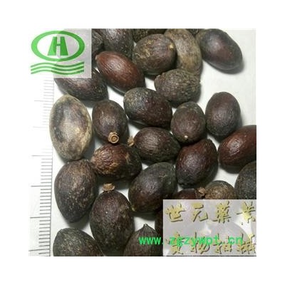 世元药业 蒲葵子 正品 葵树子