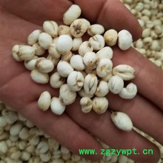 平贝母 精品选装小平贝母 产地 辽宁省图2