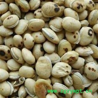 精品白扁豆选货，颗粒饱满产地直销 支持打粉图2