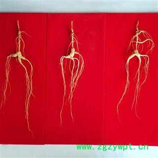 单只山参林下山参25年长白山人参单只重约15克图2