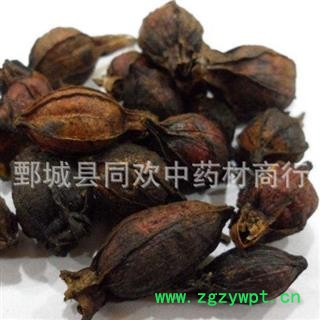 【炒栀子】@【同欢药材】中药材批发供应 规格齐全 量大从优  产地 江西省图2