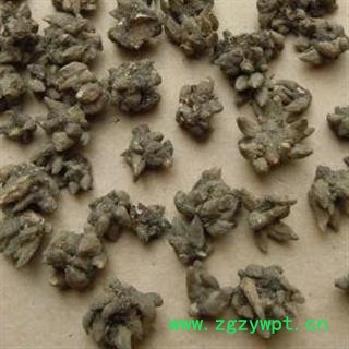 圣草康园猫爪草 猫爪草选货图2