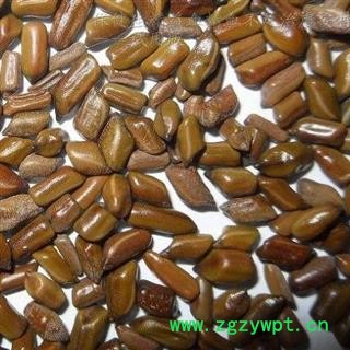 世元药业 决明子 生品 另有熟决明子 大货 精选图2