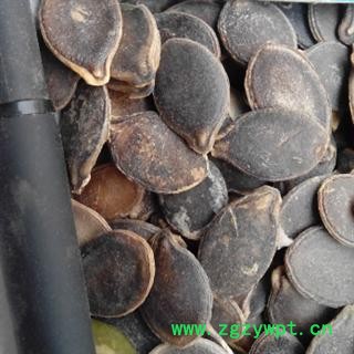 世元药业 黑南瓜籽 南瓜子 【全品除尘中药】图2