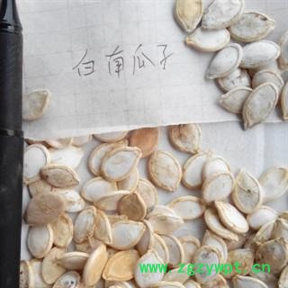 世元药业 南瓜子 白南瓜子 大货 新货 优质 精选 优惠 促销图3