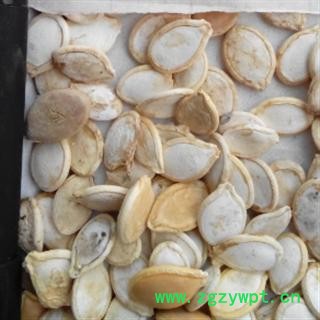 世元药业 南瓜子 白南瓜子 大货 新货 优质 精选 优惠 促销图2