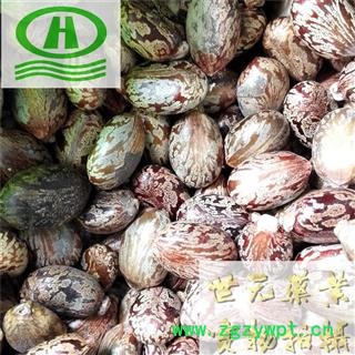 世元药业 红蓖麻子 大选颗粒 别称-大麻子 老麻了 草麻图2