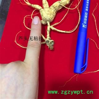 人参 林下参 长白山人参单支重约6～8克图3