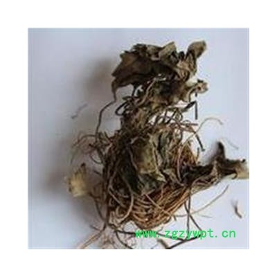 圣草康园杜衡 土细辛 马蹄细辛 南细辛