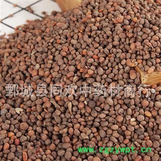 【急性子净货】@【同欢药材】中药材批发供应  规格齐全 量大从优  产地 河南省图2