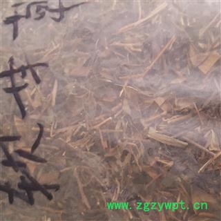 圣草康园软甘草软肝草铁甲草乙肝草含羞决明图3