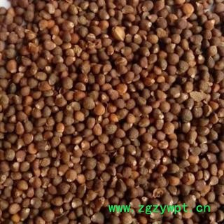 世元药业 油苏子 正品 新货 桂荏 荏子 香苏 黑苏 青苏 野苏 苏麻 苏草 唐紫苏 皱叶苏 鸡苏 臭苏 水升麻 野藿麻 聋耳麻 孜珠 兴帕夏噶图3